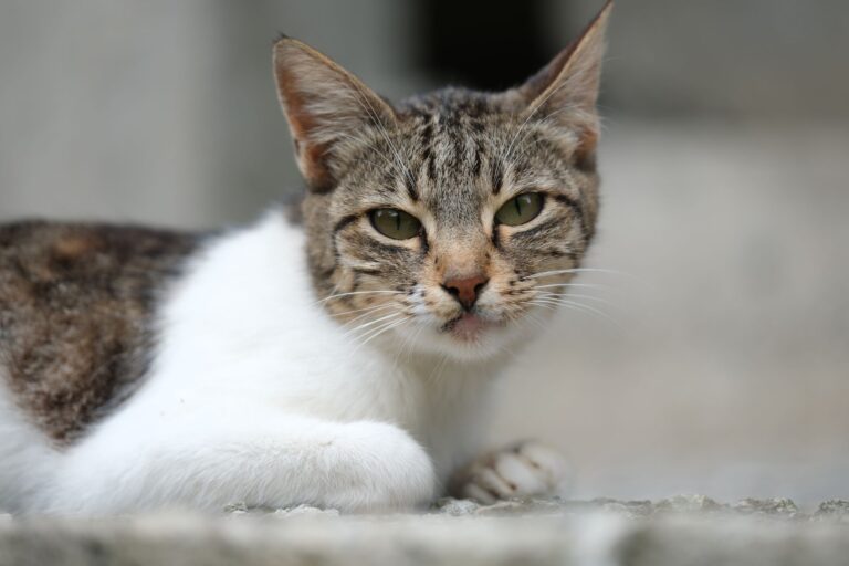 고양이 구토 — 헤어볼과 질병, 지금 병원 가야 할 신호는?