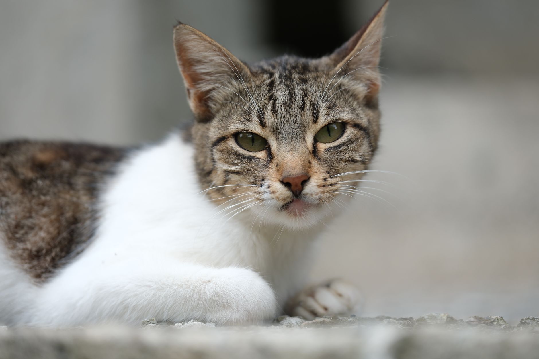 고양이 구토 — 헤어볼과 질병, 지금 병원 가야 할 신호는?