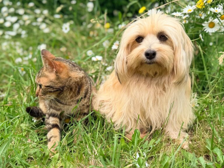 강아지·고양이 비만 판단 기준 BCS 9단계 완전 정리