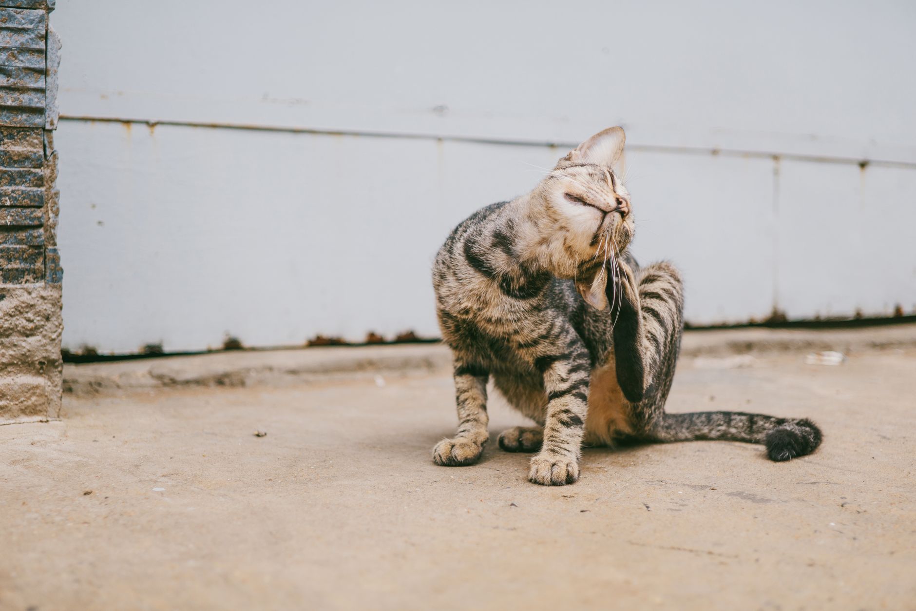 고양이 알러지 피부 증상, 긁는 부위별 원인 구분법