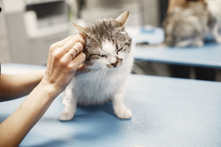 고양이 빈혈 증상, 잇몸 색 체크리스트 5가지