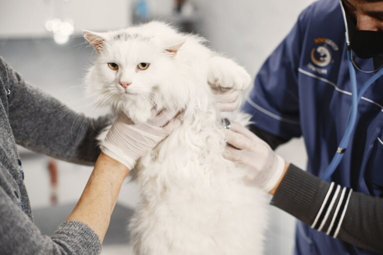 고양이 잘 먹는데 살 빠졌다면? 갑상선 항진증 초기증상 체크