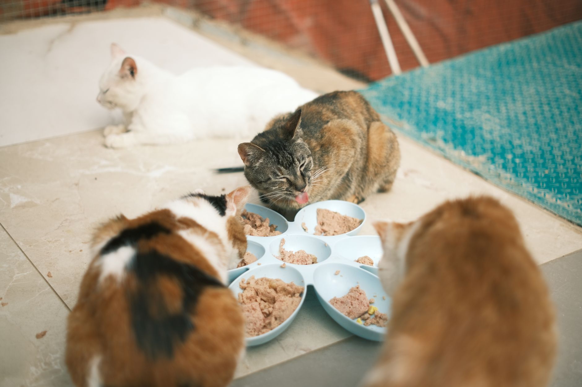 고양이 잘 먹는데 살 빠졌다면? 갑상선 항진증 초기증상 체크