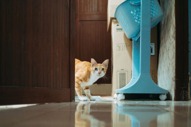 고양이 모래 화장실 냄새, 모래 종류별 원인과 해결법
