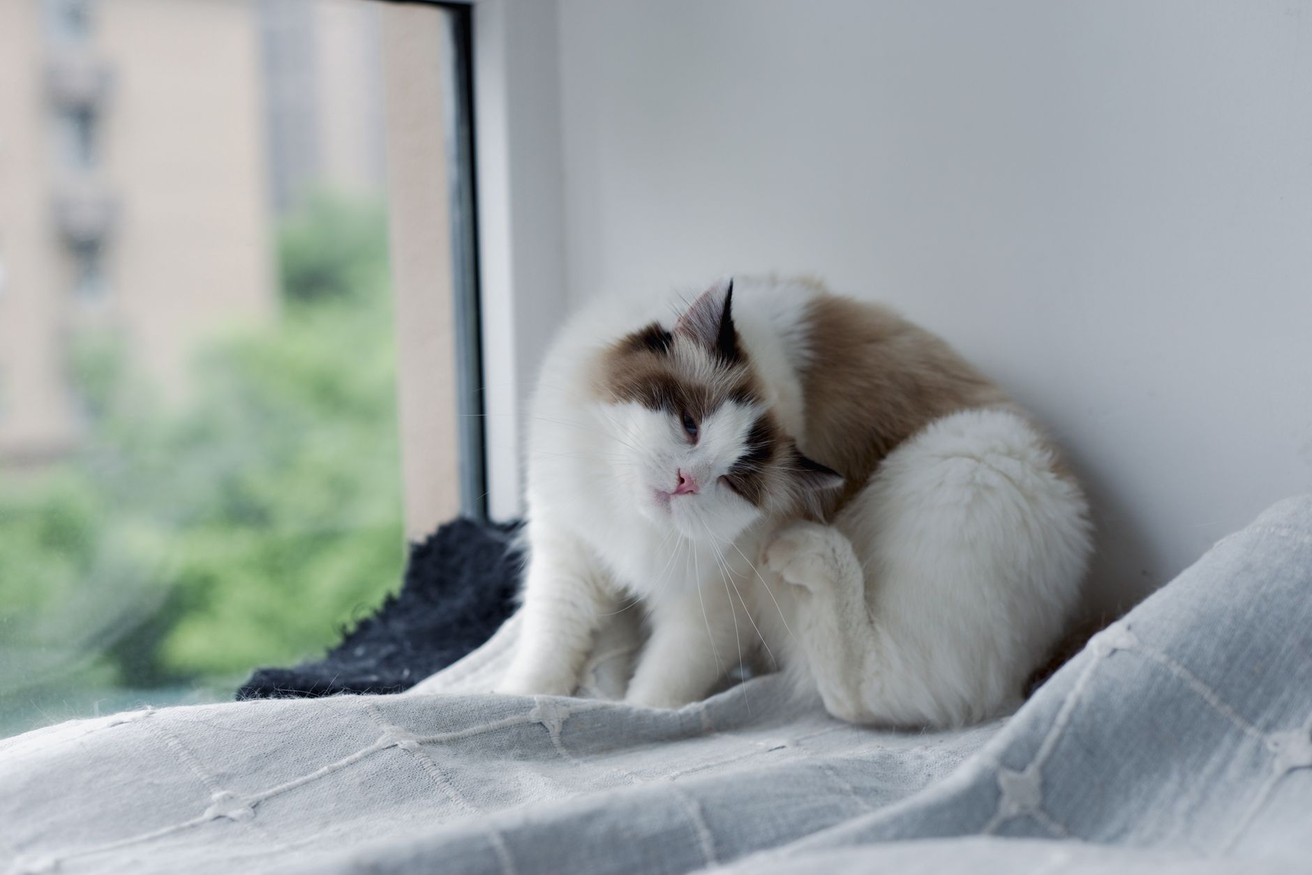 고양이 링웜 증상 원형 탈모, 강아지 탈모와 다른 점 3가지