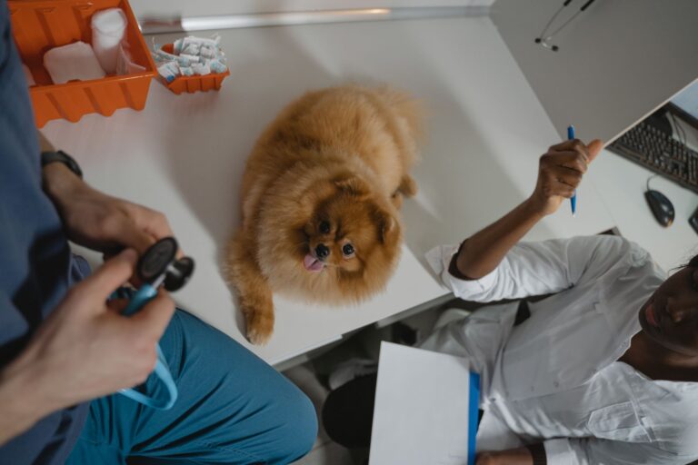 강아지 고양이 발작, 그 순간 절대 하면 안 되는 행동 3가지