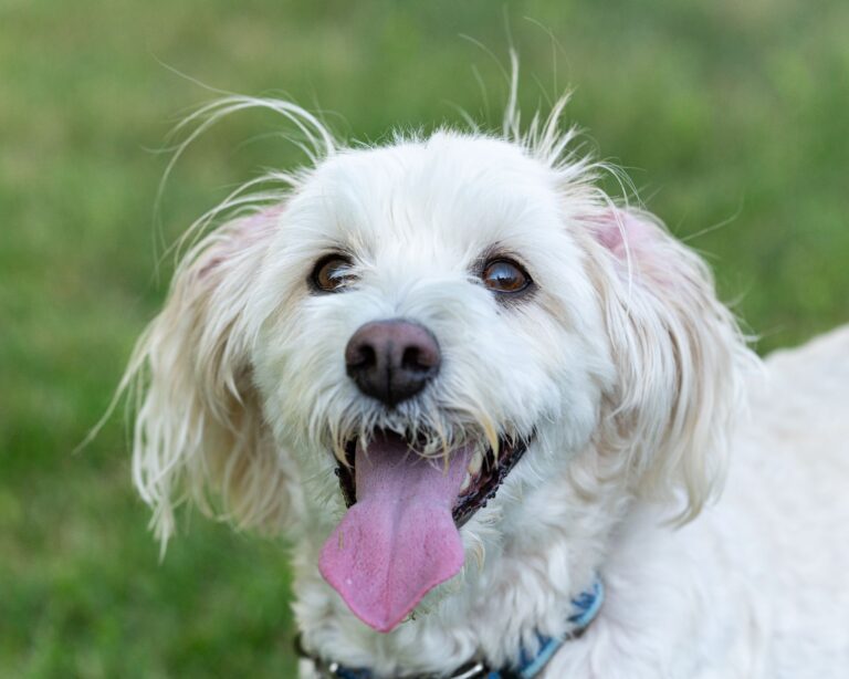 강아지 눈물자국 원인, 색깔·부위로 구분하는 4가지 기준