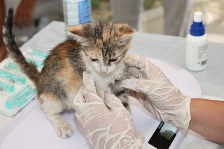 고양이 소변 못 볼 때, 응급실 가야 하는 신호 3가지