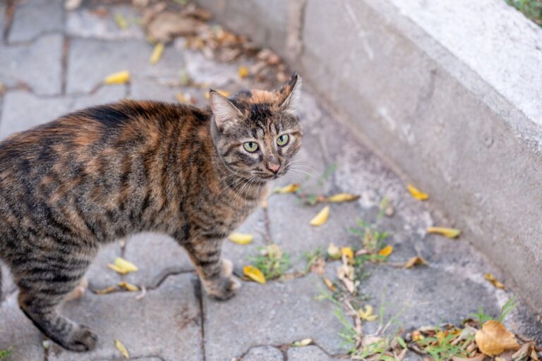 고양이 기침, 헤어볼일까 천식일까? 구분법 3가지