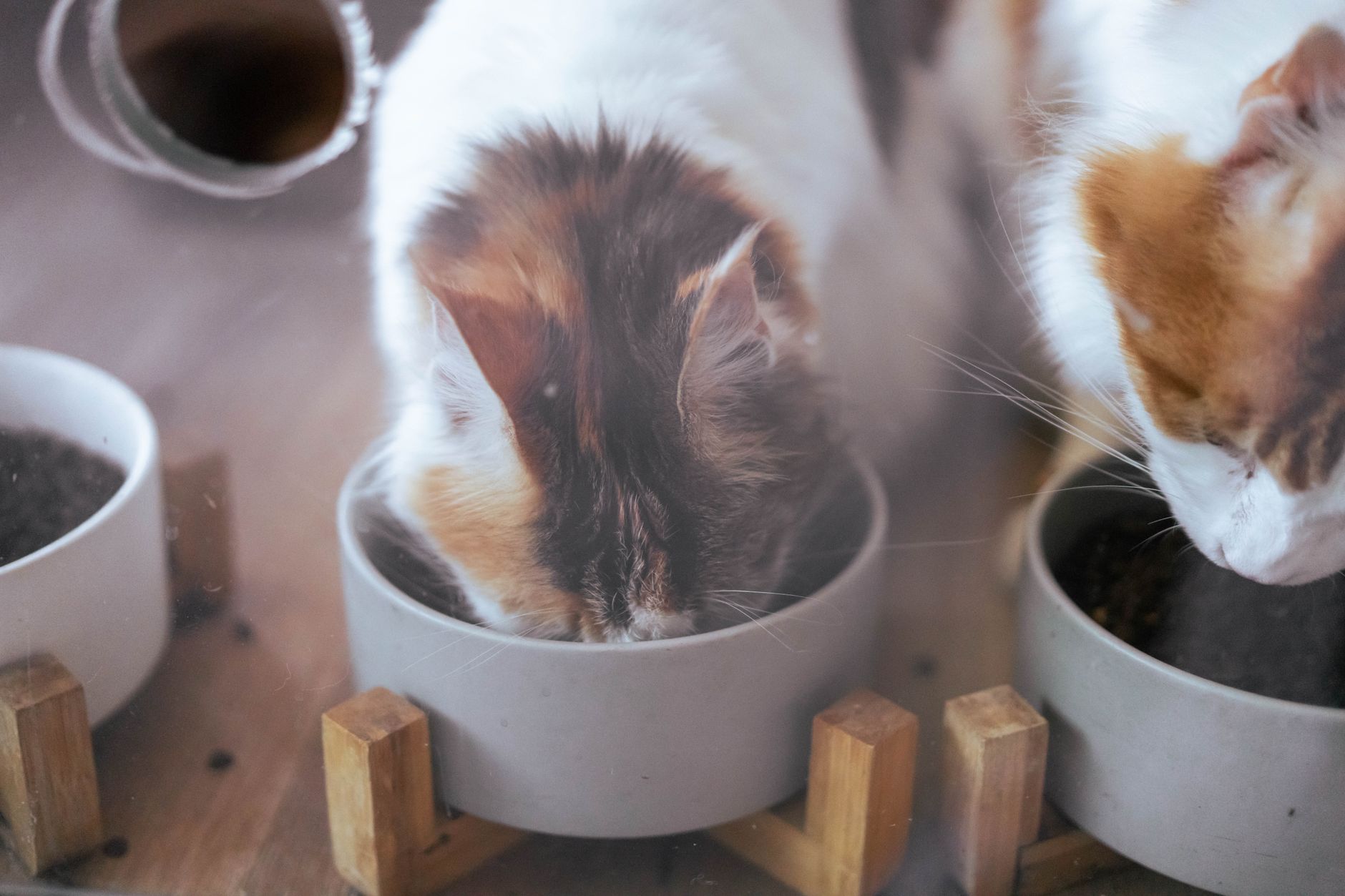 고양이 당뇨 초기증상, 물 많이 마시는 것 말고 놓치는 신호 5가지