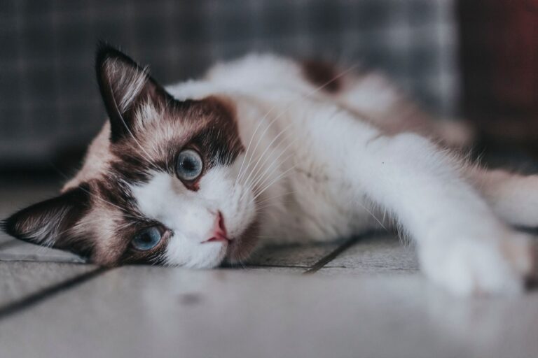 고양이 설사 원인, 색깔·상태로 병원 갈지 구분하는 기준
