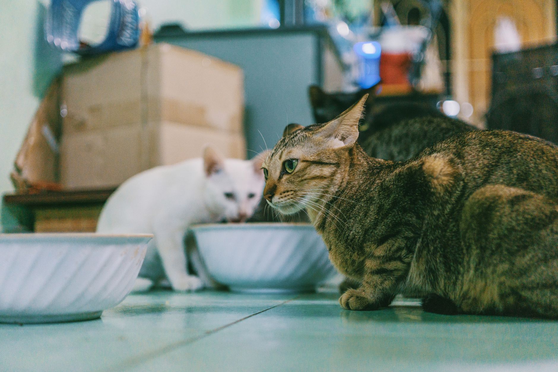 고양이 물 많이 먹이는 법, 급수기 없이도 되는 5가지