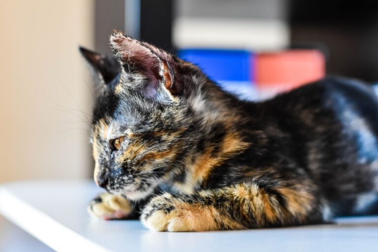 고양이 곰팡이성 피부병, 원형 탈모·비듬으로 구분하는 법