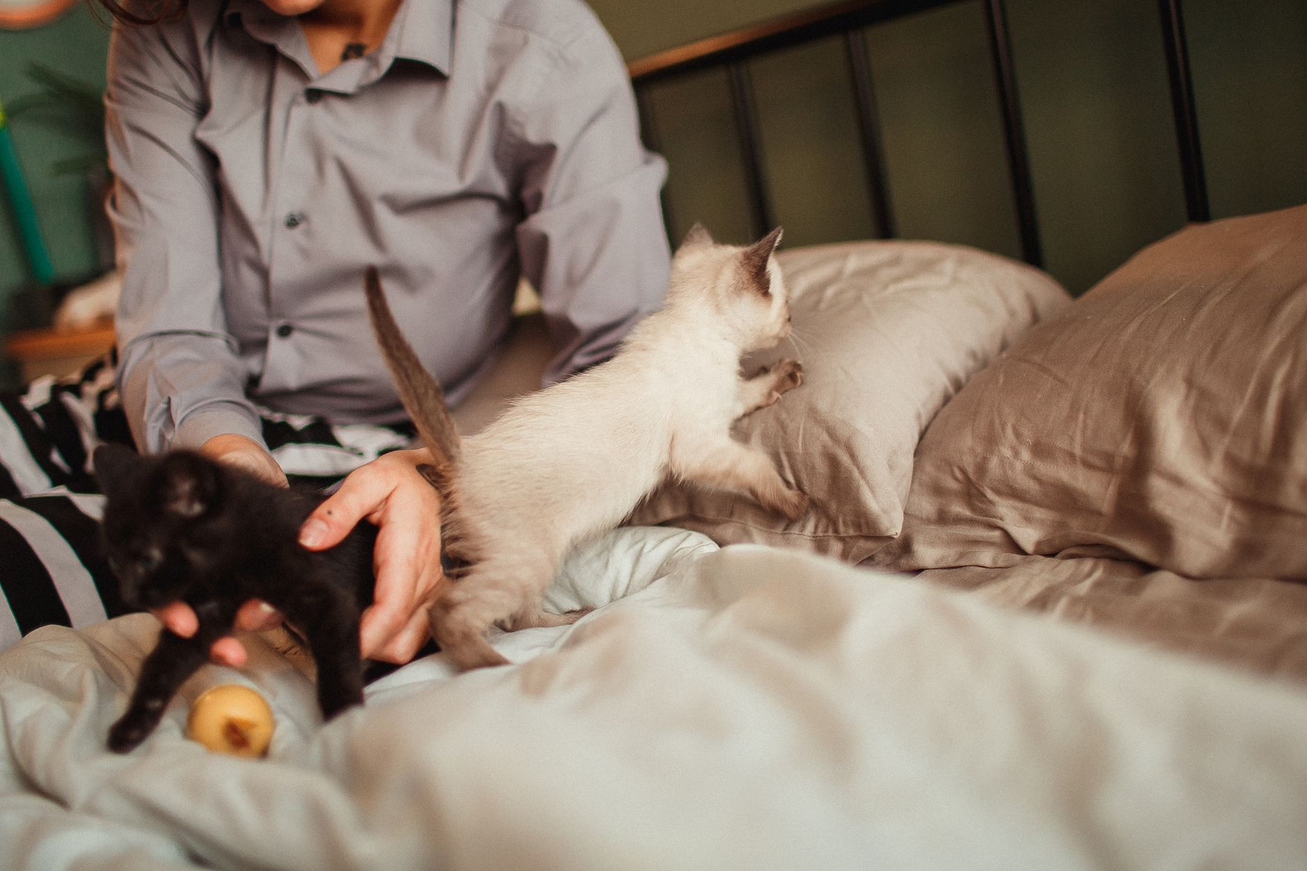 고양이 모래 고르는법, 여름철 냄새 기준 5가지