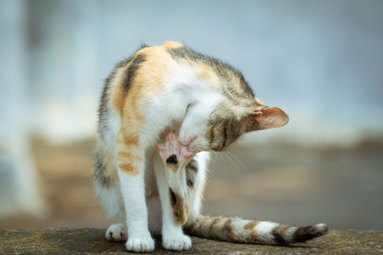 고양이 피부병 종류 사진으로 구분하는 법 3가지