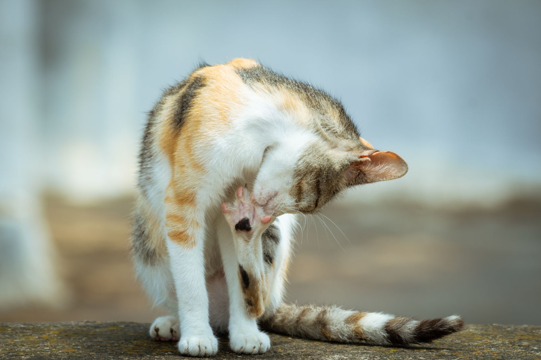 고양이 피부병 종류 사진으로 구분하는 법 3가지