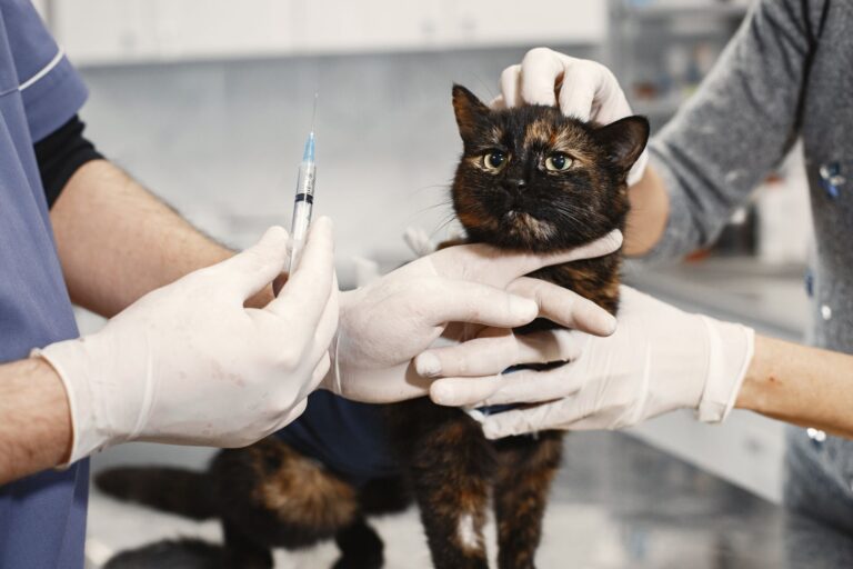 고양이 피부 혹, 만졌을 때 이렇게 다르면 병원 가야 해요