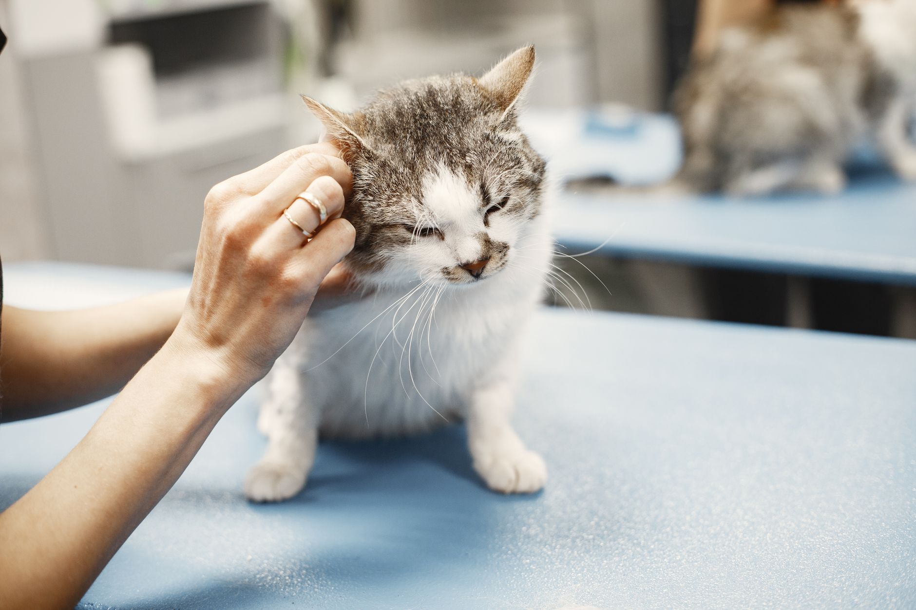 고양이 피부 혹, 만졌을 때 이렇게 다르면 병원 가야 해요