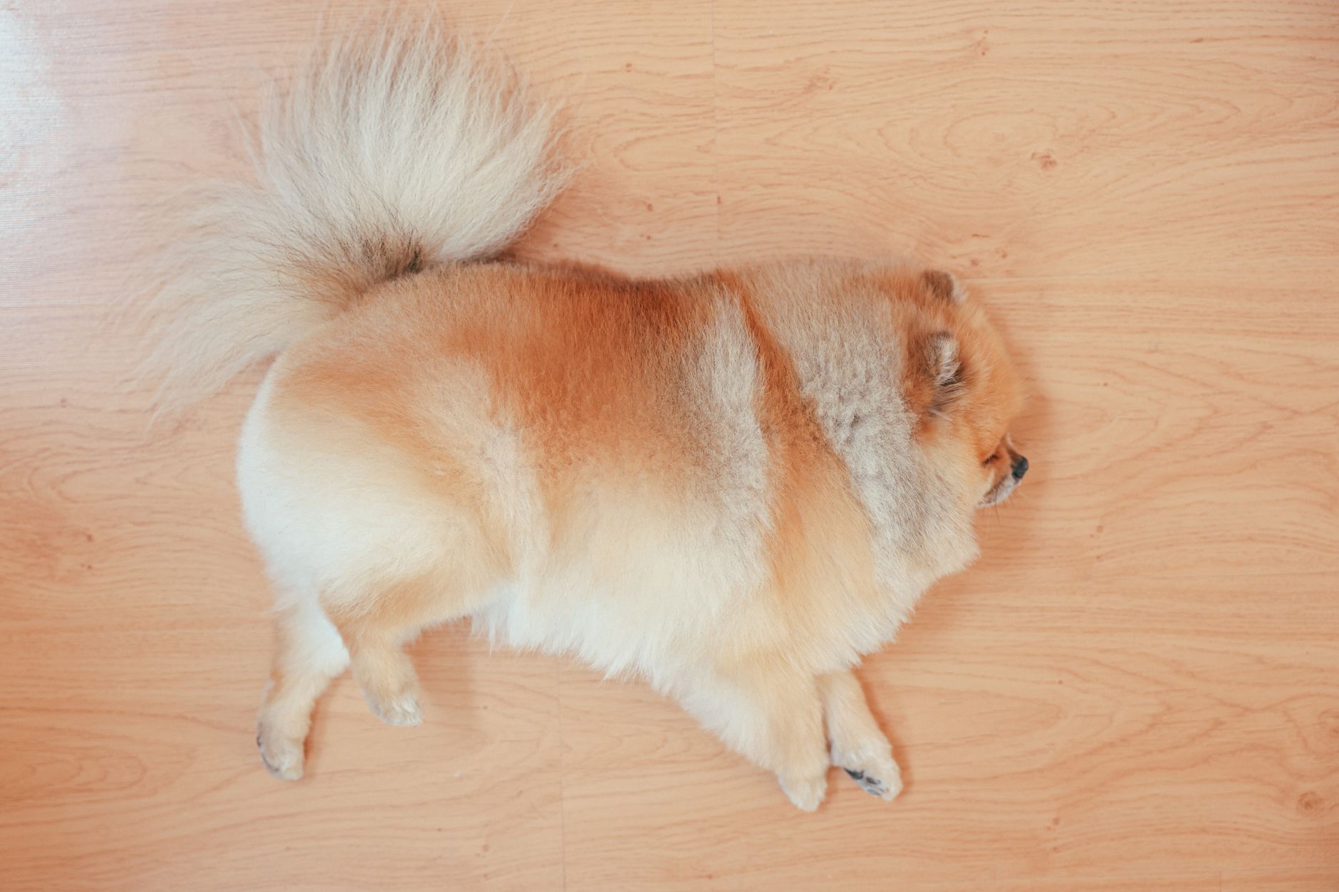 강아지 비만 기준 5단계, 집에서 확인하는 법