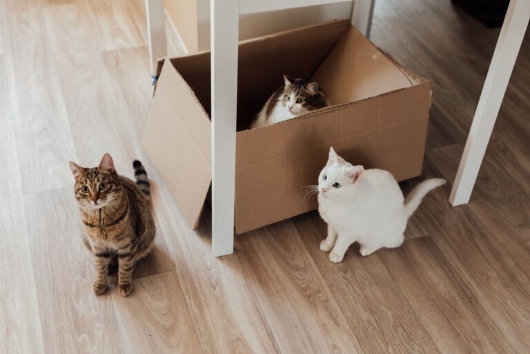 고양이 방광염 증상, 소변 색깔로 구분하는 법 4가지