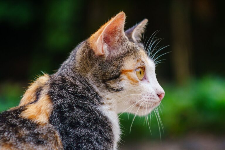 고양이 귀 진드기 증상, 검은 귀지로 외이염과 구분하는 법