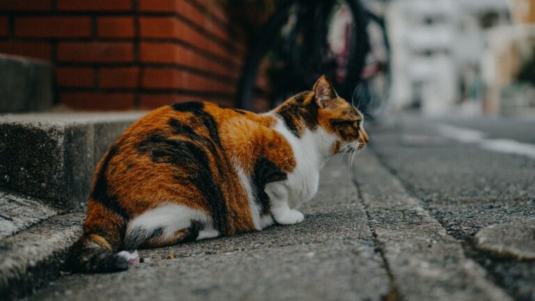 고양이 탈모 과다그루밍, 스트레스성인지 피부병인지 구분하는 법