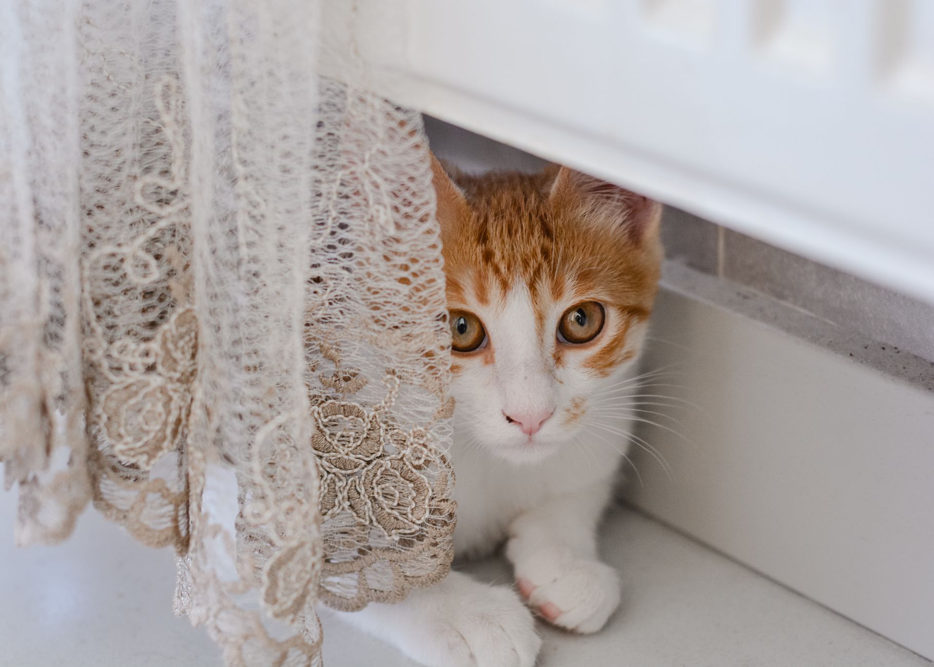 고양이 스트레스 증상, 환절기 행동과 구분하는 법