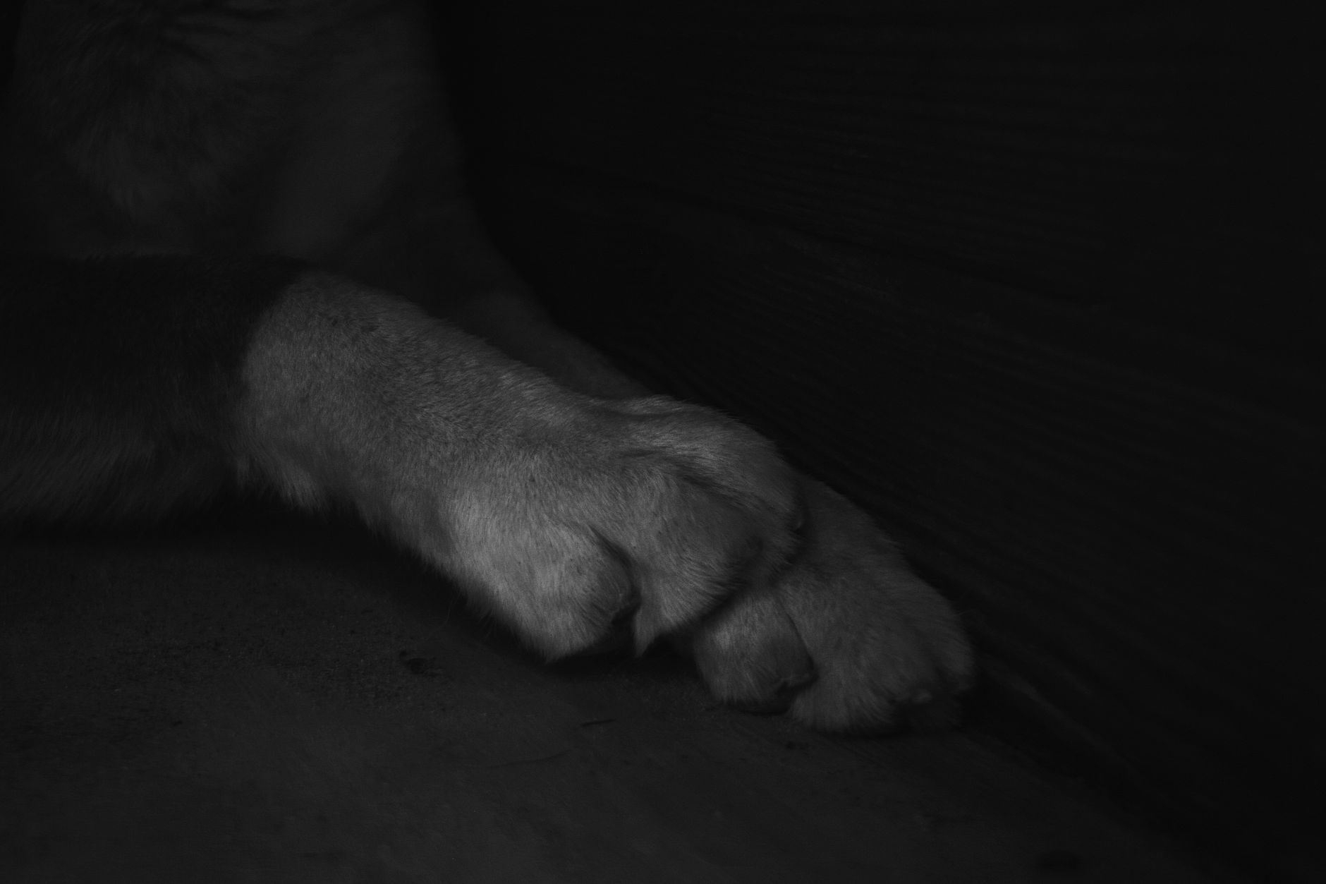 강아지 발바닥 냄새, 산책 후 자꾸 핥는 진짜 이유